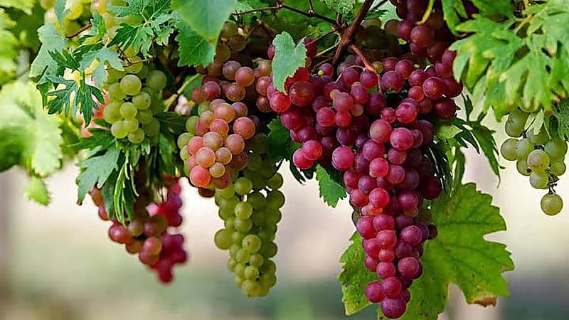 5 أضرار صحية للإفراط في تناول العنب