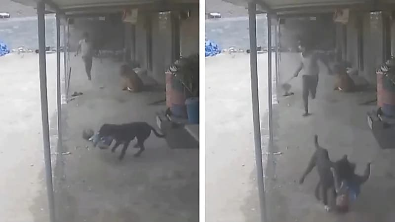 مشهد مروع لكلب ضال يهاجم طفلًا ووالده ينقذه بشجاعة .. فيديو