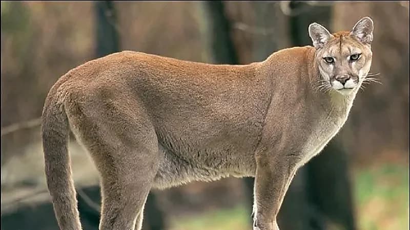 ذعر في كاليفورنيا بعد دخول أسد جبلي إلى منزل.. فيديو