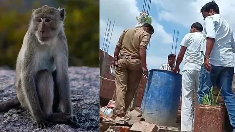 قرود تقتل رضيعًا بعدما اختطفته من منزله