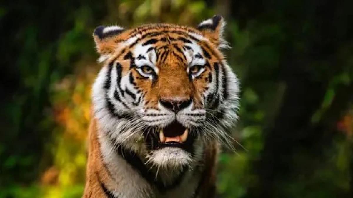 نمر يقتحم فندق ويرعب النزلاء..فيديو