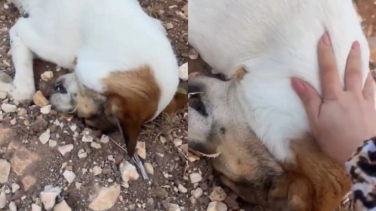 WhatsApp Image 2025-11-09 at 12.57.05 PM.jpeg