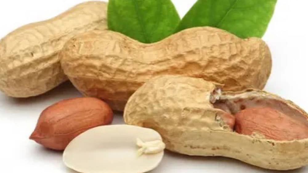 دراسة حديثة : الفول السوداني يعزز تدفق الدم إلى الدماغ ويحسن الذاكرة