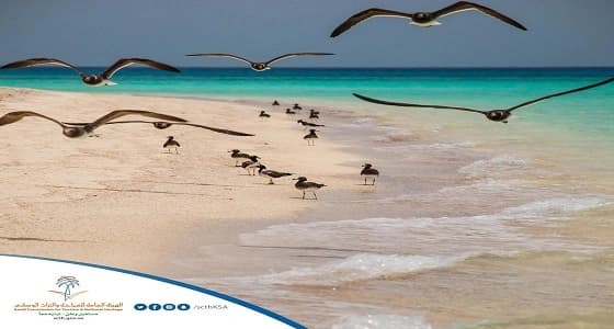 هيئة السياحة: " جزر فرسان " نموذج مميز للحياة الفطرية بالمملكة