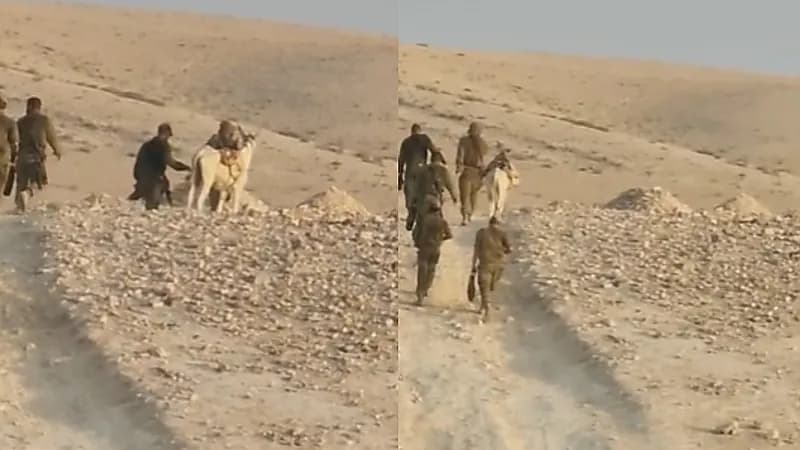 شاهد..إسرائيل تعتقل حماراً