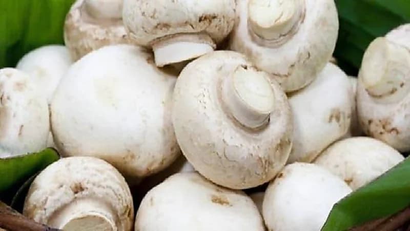 فوائد صحية مذهلة للمشروم أبرزها تعزيز المناعة وخفض ضغط الدم