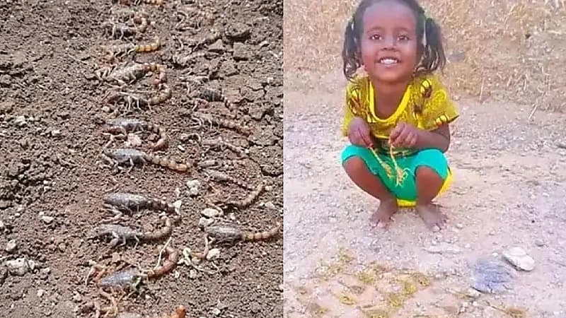 طفلة محاطة بالعقارب تثير ضجة واسعة عبر مواقع التواصل