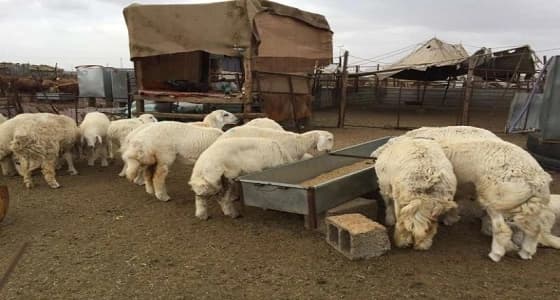 %10 نسبة ارتفاع أسعار المواشي بدعم من فتح باب التصدير للخارج