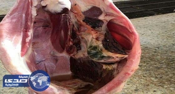 اتلاف جمل غير صالح للاستهلاك الآدمي بالأفلاج