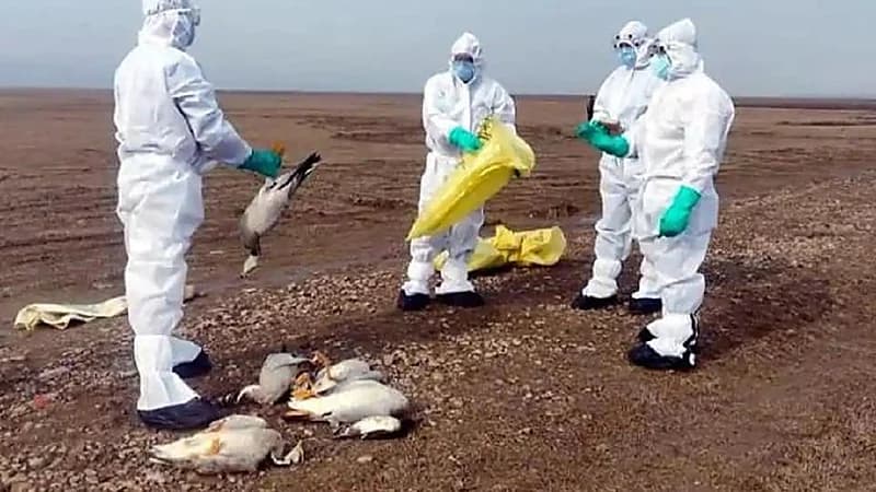 بالفيديو.. نفوق مئات الطيور خلال تحليقها فجأة