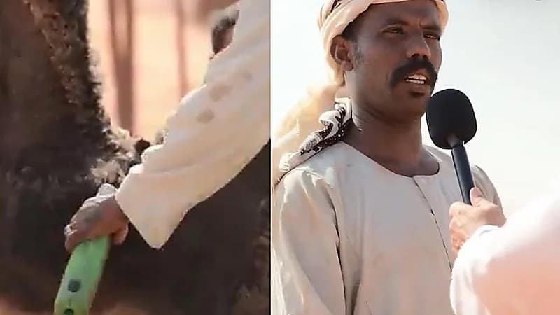 مختص يكشف عن قصة شعر للناقة تصل لـ 500 ريال .. فيديو