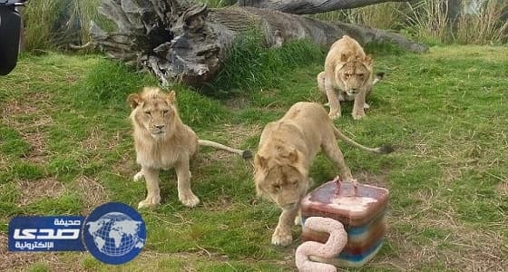 " كعكة لحوم " للاحتفال بعيد ميلاد 3 أسود