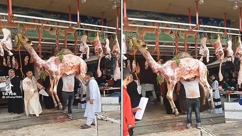 شاهد.. جزار يعلق جمل مسلوخ الجلد واقفًا على باب ملحمة