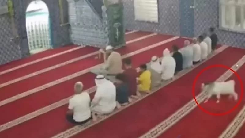 موقف طريف لماعز صغيرة داخل مسجد أثناء الصلاة.. فيديو