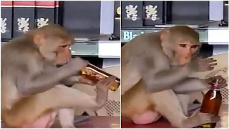 بالفيديو.. قرد مدمن للكحول يسطو على متاجر الخمور