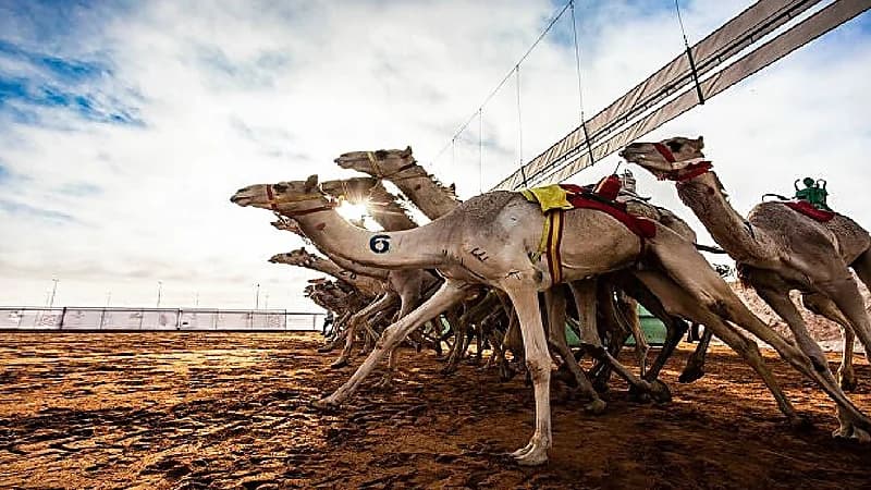 الحربي: لأول مرة مشاركة نسائية في مهرجان الإبل هذا العام (فيديو)