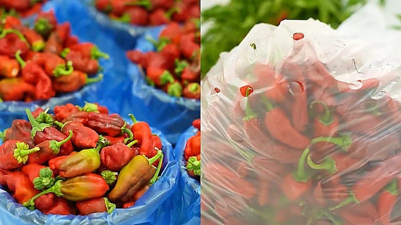 شقراء تتصدر إنتاج الفلفل في المملكة بنسبة تصل إلى 78 % .. فيديو