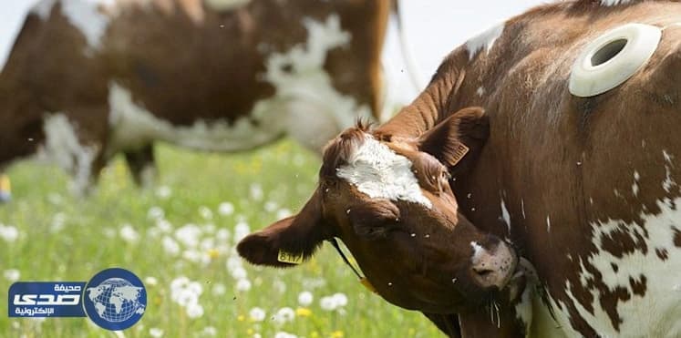 سويسري أشهر السلاح بوجه أبقار فغرمته المحكمة 14 ألف دولار